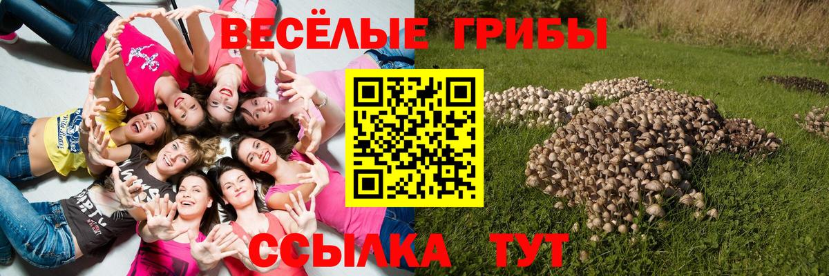Псилоцибиновые грибы GOLDEN TEACHER  Псилоцибиновые грибы мицелий  Светлоград  Вход с VPN 